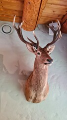 Taxidermy of horned forest animals is used for the design of the walls of the hunting house