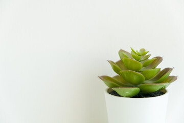 Close up different type of cactus on white isolated background. Different types of cactus leaves. Cactus plant business presentation background concept. Open space area.