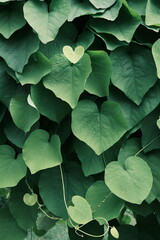 Close up of heart-shaped leaves of Sinomenium acutum