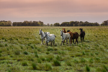 Herd of horses in the coutryside, La Pampa province, Patagonia,  Argentina.