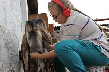 Young girl milking a goat on a farm