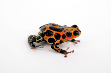 Mimic Poison Frog // Falscher Fünfstreifen-Baumsteiger, Zweipunkter (Ranitomeya imitator /...