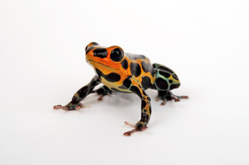 Obraz premium Mimic Poison Frog // Falscher Fünfstreifen-Baumsteiger, Zweipunkter (Ranitomeya imitator / Ranitomeya intermedia ) - Chazuta