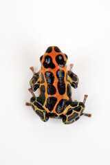 Mimic Poison Frog // Falscher Fünfstreifen-Baumsteiger, Zweipunkter (Ranitomeya imitator / Ranitomeya intermedia ) - Chazuta