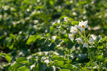 Flowering potato. Potato flowers blossom in sunlight grow in plant. White blooming potato flower on farm field. Close up organic vegetable flowers blossom growth in garden. 