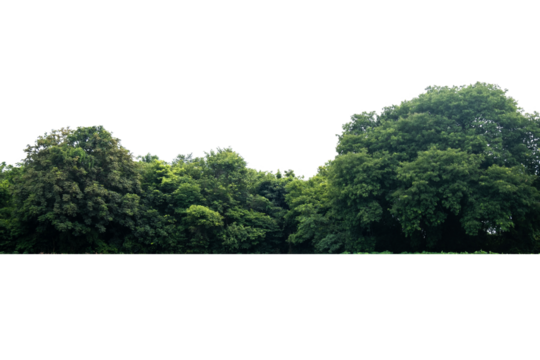 trees isolated on a white background. clipping path