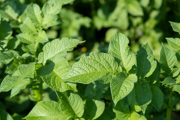 Rows of potatoes in the home garden. Preparation for harvesting. potato plants in rows on a kitchengarden farm springtime with sunshine. Green field of potato crops in a row. Growing of potato.