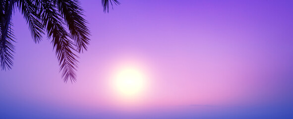 Fototapeta na wymiar Silhouette of a palm branch on purple sunset sky