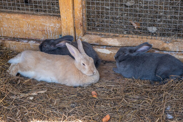 Different fluffy rabbits in the paddock lie resting and eating from a cup. There is hay in the...