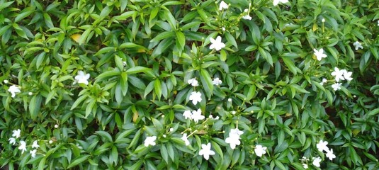 Green hedges are used for decoration and as a background wall.