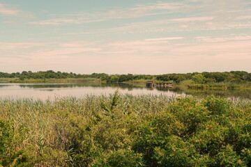 Observation Deck in Wetand of Cape May Nature Preserve: Sky, Grasses, Reeds, Trees, Water