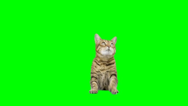 Bengal cat peeks from behind green screen reaching up with paw and looks at camera. Chroma key background.