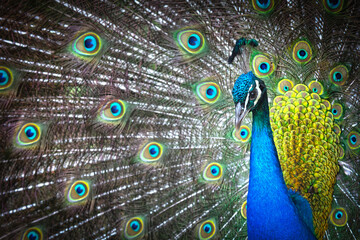 Bright colorful peacock with its colorful tail opened