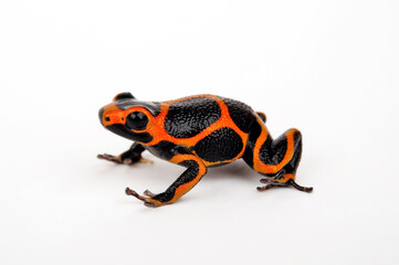 Mimic Poison Frog // Falscher Fünfstreifen-Baumsteiger, Zweipunkter (Ranitomeya imitator) ”Huallaga“