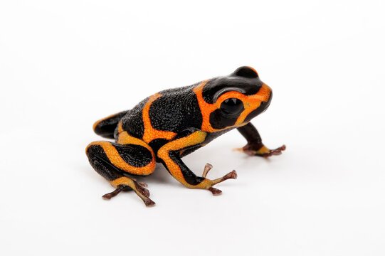Mimic Poison Frog // Falscher F&uuml;nfstreifen-Baumsteiger, Zweipunkter (Ranitomeya imitator) &rdquo;Huallaga&ldquo;