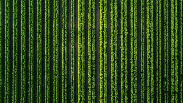 Video footage 4K Aerial view of plantation field
