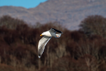Seagull flying in front of trees and a mountain on the west coast of Scotland