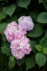 Beautiful pink hydrangea in the garden.