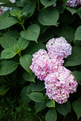 Beautiful pink hydrangea in the garden.