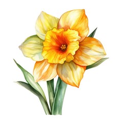 yellow narcissus isolated on white, AI Generated