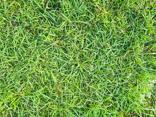 Green grass texture background Top view. grass with clover texture seamless, Ground texture with dry grass and small. Nature green grass background top view