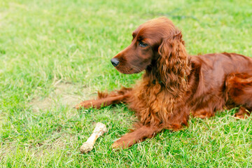 Cute red dog with a bone. Closeup portrait of a purebred irish red setter gundog