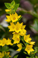 Vibrant flowers of yellow loosestrife.