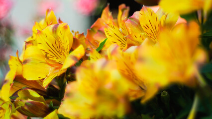 Macro de pétales de fleurs, avec un bokeh intense