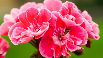 Fototapeta premium Macro de pétales de fleurs, avec un bokeh intense