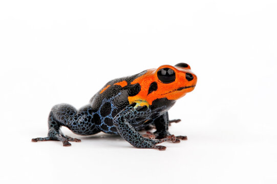 Mimic Poison Frog // Falscher F&uuml;nfstreifen-Baumsteiger, Zweipunkter (Ranitomeya imitator) "Varadero"