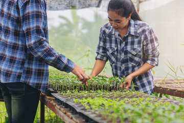 Fototapeta premium Farmer, Owner organics vegetable farm in the greenhouse inspects the quality of the young organic vegetables for next step. Selected focus