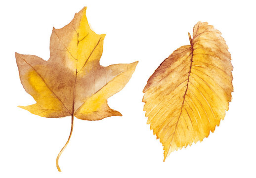 Abstract watercolor collection of autumn leaves. Hand drawn nature design elements isolated on white background.