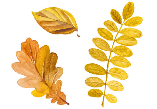 Abstract watercolor collection of autumn leaves. Hand drawn nature design elements isolated on white background.