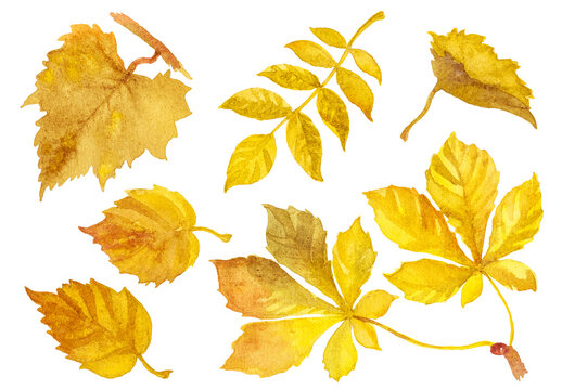 Abstract watercolor collection of autumn leaves. Hand drawn nature design elements isolated on white background.