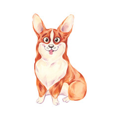 A corgi dog. Watercolor illustration on a white background. A sitting puppy. A cute and fluffy friend. The royal dog.