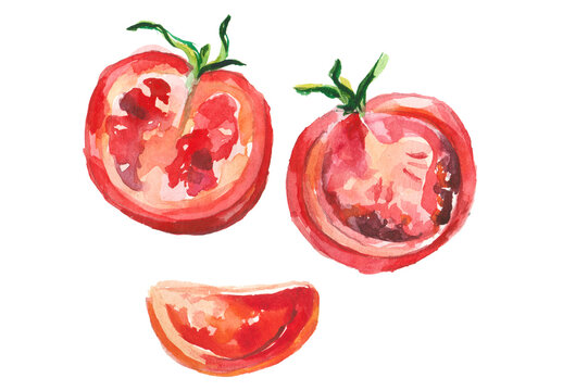 Watercolor painted tomato. Hand drawn fresh food design element isolated on white background.