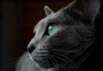 ロシアンブルー　