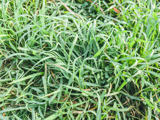 freshly cut grass, macro low angle shot. Fresh and healthy Green Grass Texture Background lawn. Natural green background of grass with selective focus. bright fresh spring grass texture, closeup