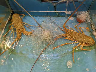 Lobsters in a tank of water at a seafood restaurant, Phuket, Thailand