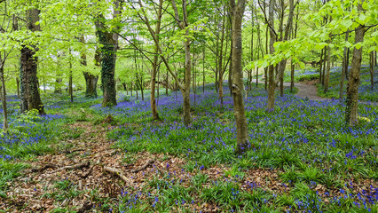 Bluebells in a forest.