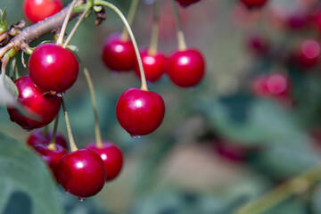 natura, piękno, wiśnia, owoc wiśni, sad, orchard, cherry, fruit of cherry, garden, red fruit , 黑丁香