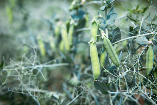 natura, piękno, pole, rolnictwo, groch, groszek cukrowy, uprawa, fasolka, natura, botanika, sugar peas, 