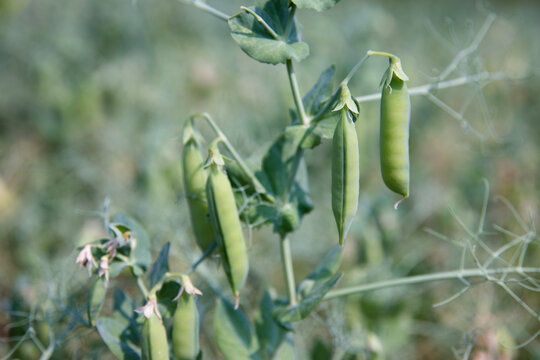 natura, piękno, pole, rolnictwo, groch, groszek cukrowy, uprawa, fasolka, natura, botanika, sugar peas, 