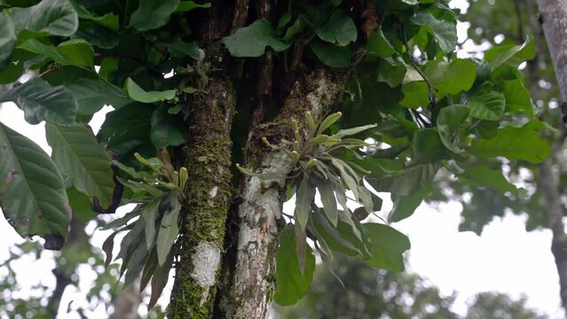 Bromeliad epiphyte in south india rainforest