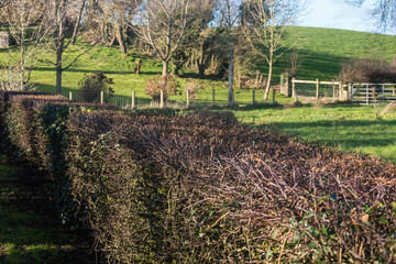 Freshly trimmed hedges at a field in County Down, Northern Ireland, United Kingdom, UK