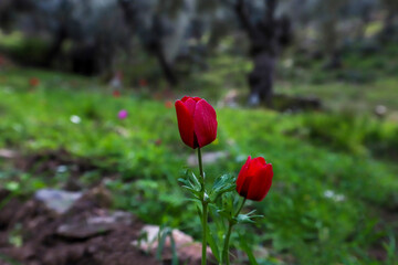 anemone The crowned mountain tulip or crowned anemone is a herbaceous perennial that lives in semi-sunny or sunny places. The petals are segmented and the flowers are red, pink or purple.