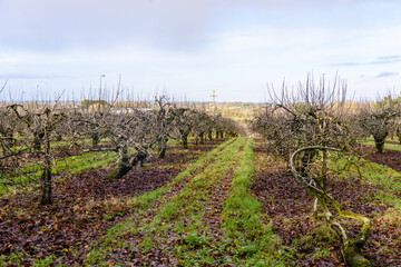 Fototapeta na wymiar Rows of apple trees in an orchard during winter in County Armagh, Northern Ireland, United Kingdom, UK