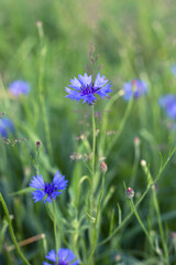 natura, pięknochaber, bławatek, kwiat polny, zioła, lato, pole, piękno, flora, やぐるまぎく, 藍瓶蒼蠅, bluebottle, Centaurea, pola, roślin, niebieski polny kwiat, blękit, kwiatowy, beuty