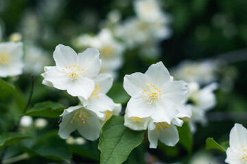 Obraz na płótnie Canvas natura, piękno, biały kwiat, beauty, flower, jaśmin, jasmine, 茉莉花, まつり
