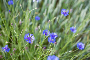 natura, piękno, chaber, bławatek, kwiat polny, zioła, lato, pole, piękno, flora, やぐるまぎく, 藍瓶蒼蠅, bluebottle, Centaurea, pola, roślin, niebieski polny kwiat, blękit, kwiatowy, beuty